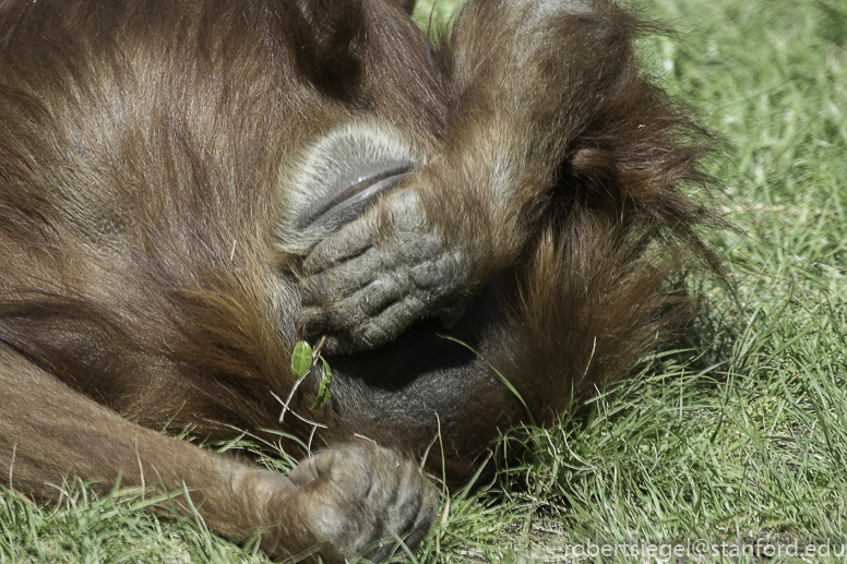 san diego zoo